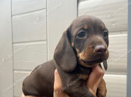 For sale 7weeks old boy puppy