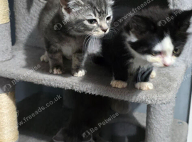 1 female kitten left black and white