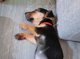 Girl puppies