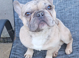 Merle French bulldog