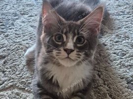 Big Maine Coon Boys Available