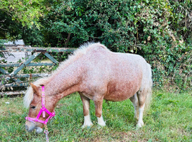 Moo A Dear Little Companion