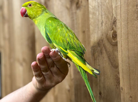 Ring neck parrot