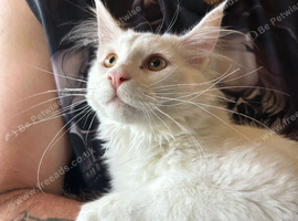 White Maine Coon Boy. Vaccinated.