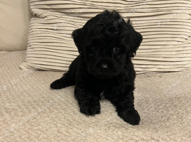Gorgeous f1 Shih poo puppies