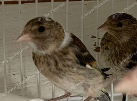 Goldfinch mules for sale or swap