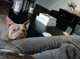 Pocket bully and staff x pocket bully