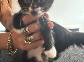 Last male kitten ledt looking for his forever home