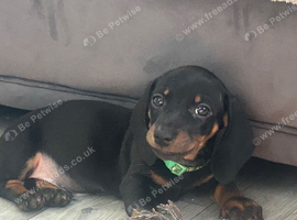 Last Boy for loving home