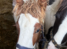 Chunky and very pretty cob colt foal