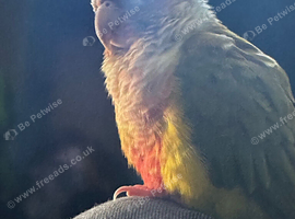 Pineapple belly green cheeked conure