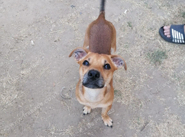 Jack Russell cross
