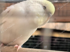 Young budgies