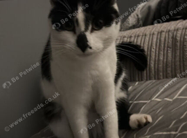 Nurtured male cat