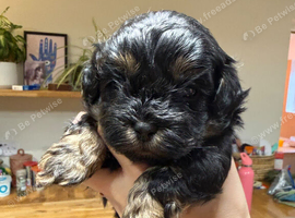 Maltipoo x Shihtzu