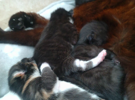 Affectionate Kittens Playful