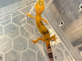 Leopard geckos