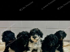 Miniature Schnoodle F1 Puppies
