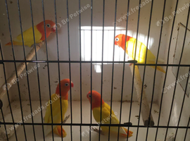 Opaline Fischer lovebirds.