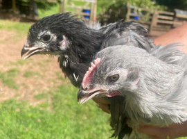 Orpington pullets