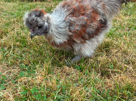 Looking for a lovely new home for our beautiful Silkie pair