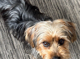 Lovely male older puppy