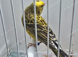 BEAUTIFUL GOLD LIZARD CANARY