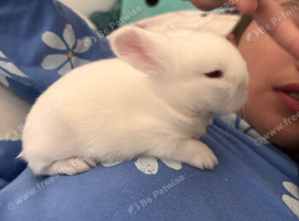 Double mane lionhead