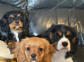 Gorgeous cavalier boys