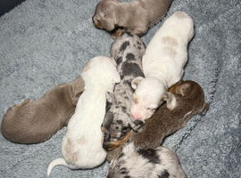 Miniature dachshund pups long and short haired