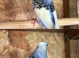 Beautiful baby budgies for sale