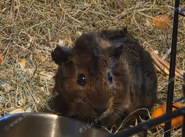 Male Guinea Pig