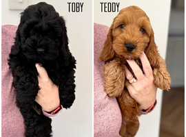 F1 Show Line Cockapoo Puppies ️READY NOW️