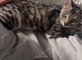 Beautiful Bengal kittens