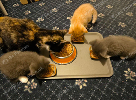 Gray, Ginger And Grayer