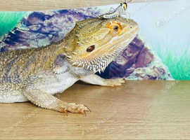 Bearded dragon