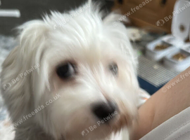 Dog for sale