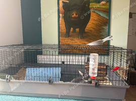 2 7 month old rabbits
