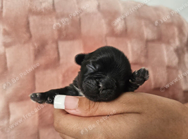 Shichipoo puppies for sale
