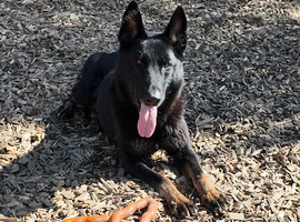 GSD bitch for sale