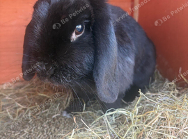 Lop