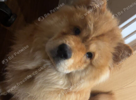 Chow chow 1 years for sale