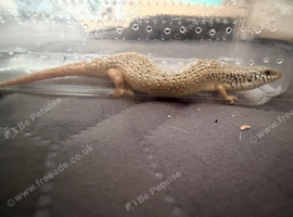 Ocellated Skinks (Jewelled Skinks) Looking for New Homes