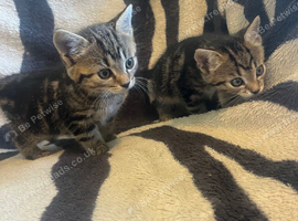 Kittens looking for their forever homes