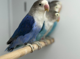 Love birds