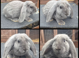 Two male french lop giants