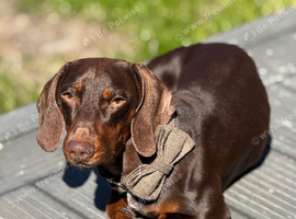 Chocolate miniature dachshund