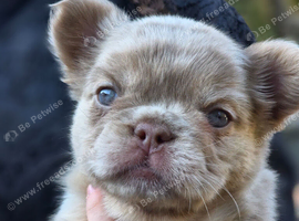 KC Full fluffy frenchie puppies
