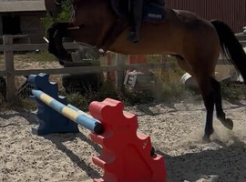 pc pony / working hunter/ very flashy