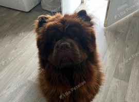1 year old chow chow